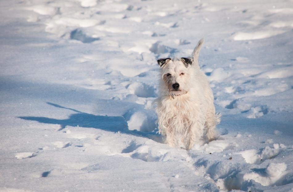 wet dog in the snow