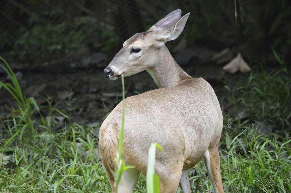 wild deer at the zoo