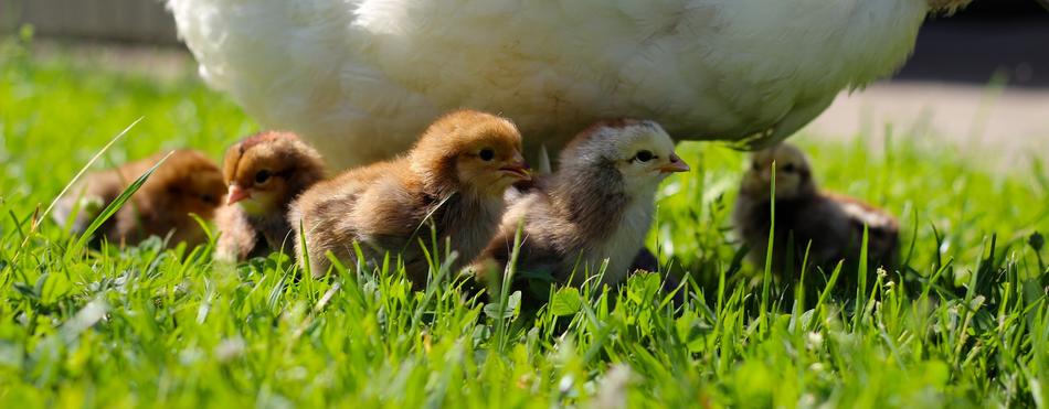 Chicks Chicken on meadow