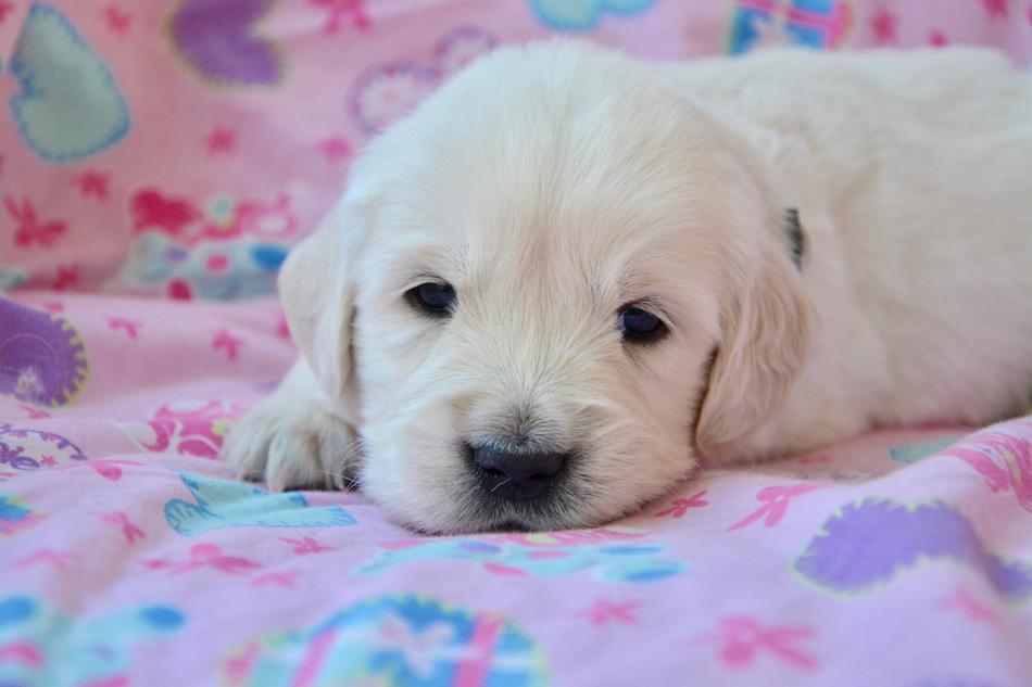 white dog on a colored blanket