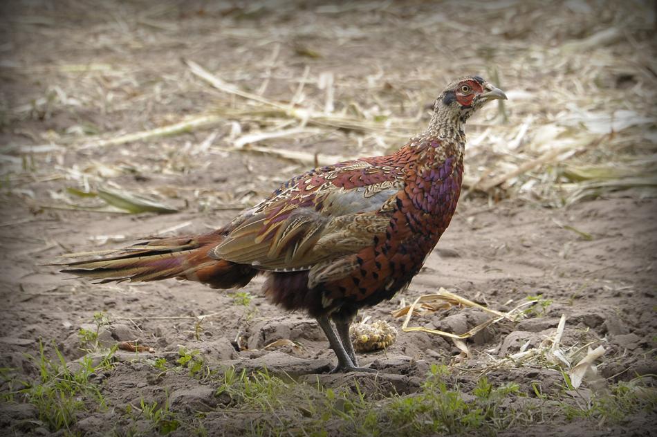 poultry hay