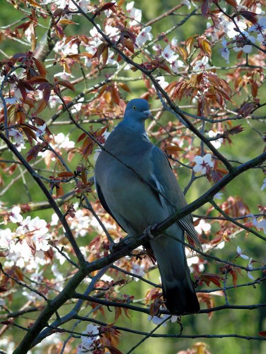 blackbird in the trees