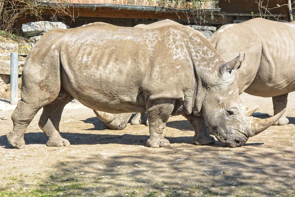 rhinos a lot zoo