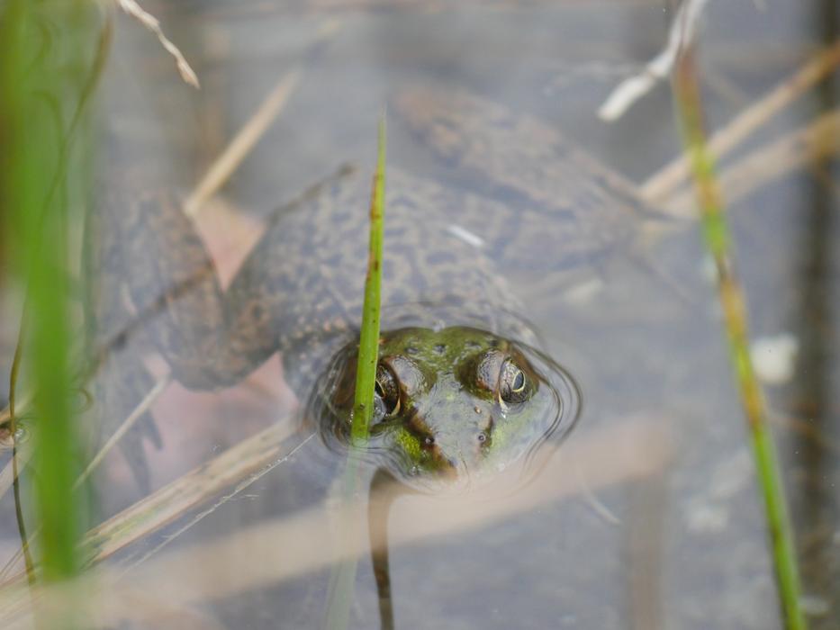 green insect in the grass
