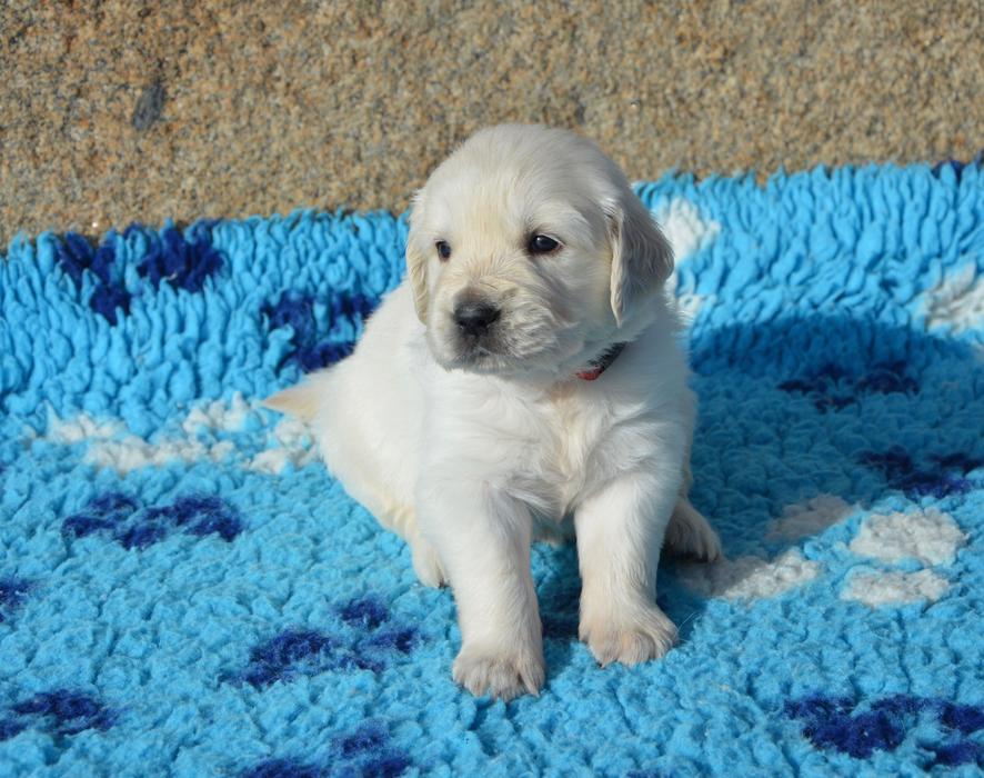 a cute puppy on a blue blanket