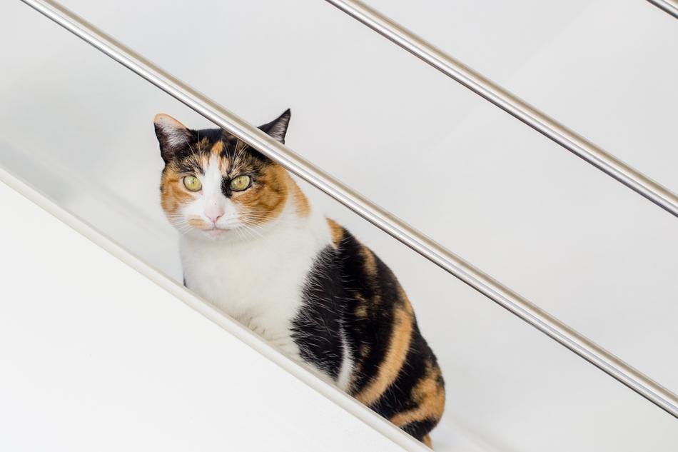 colored cat on the stairs