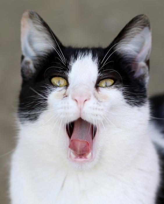 yawning white black cat