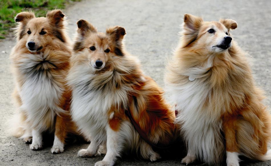 big dogs fluffy three