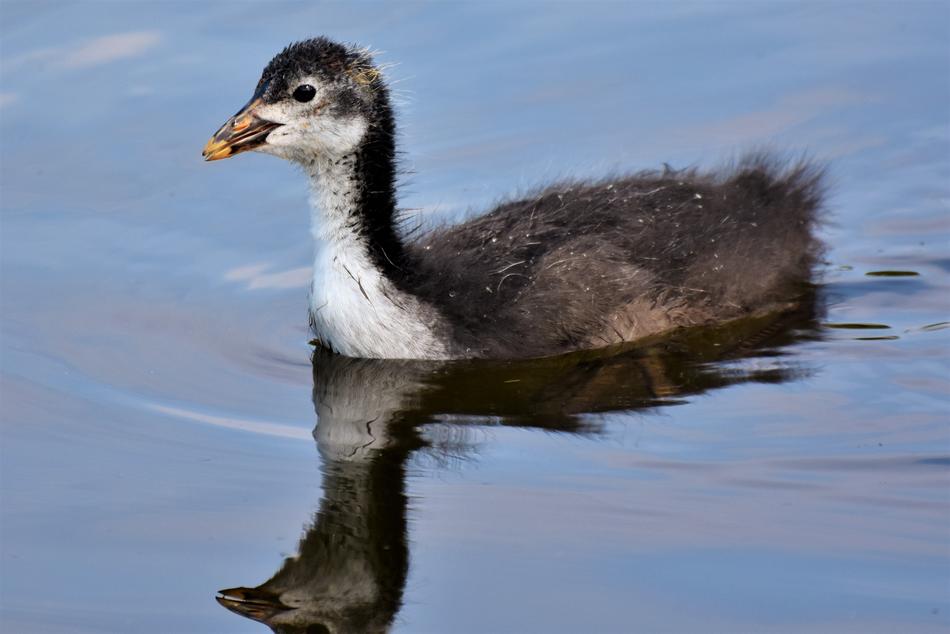 a little duckling in the blue water