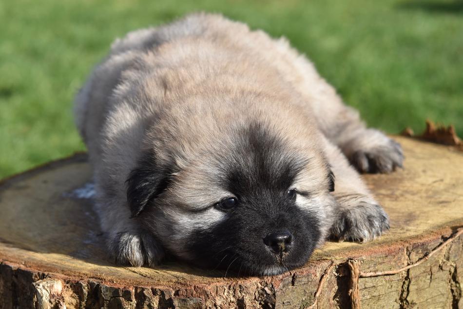 fluffy dog on a log