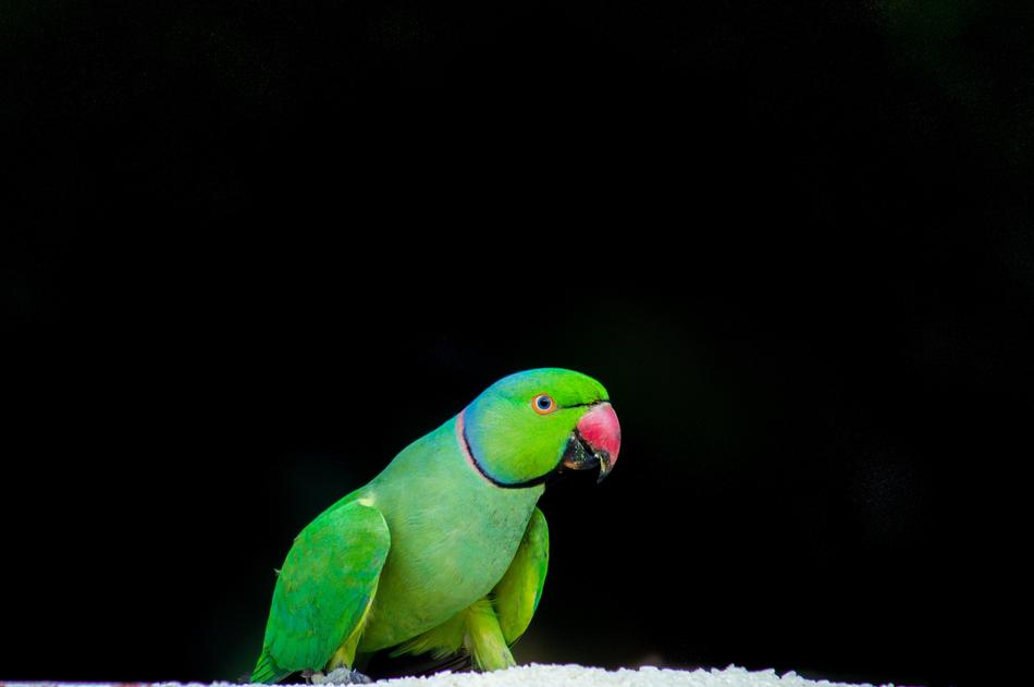 green parrot in black