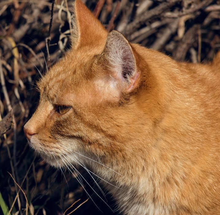 ginger cute animal