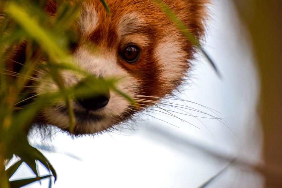 the panda is red at the grass