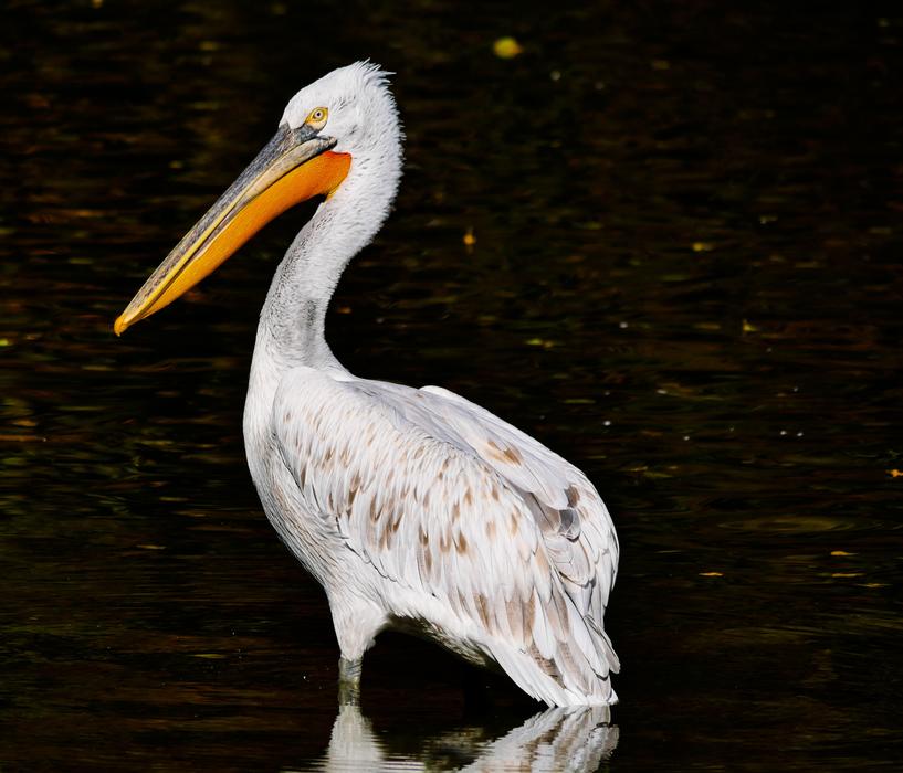 white pelican in the water