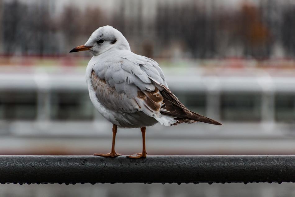 a white bird with a brown tail