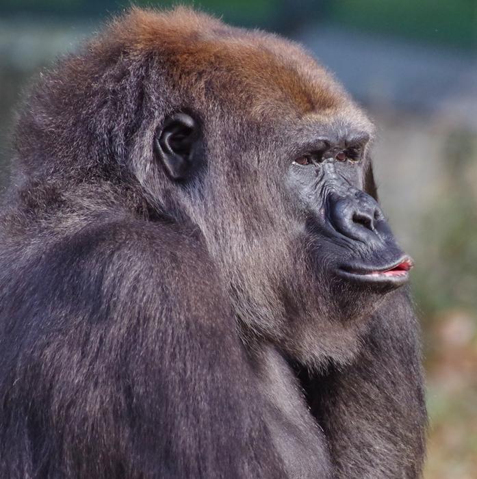 fluffy gorilla animal