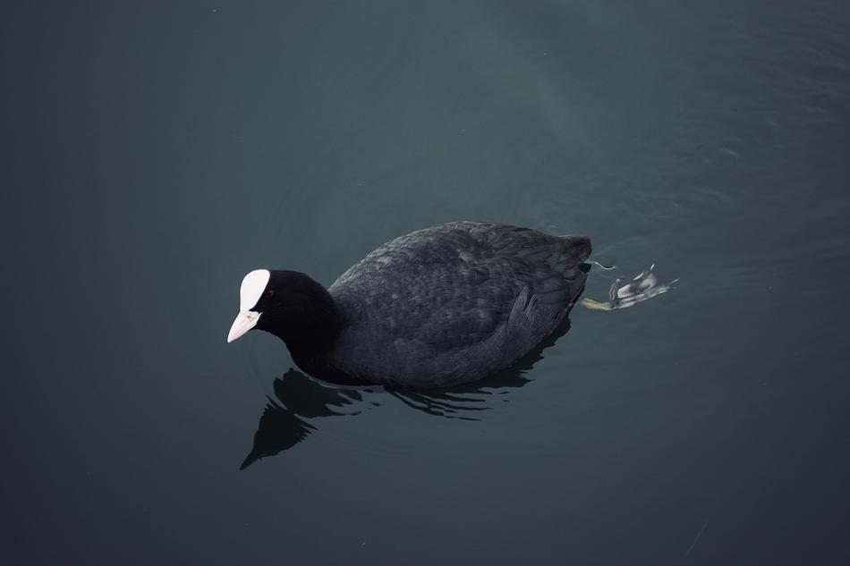 a black bird swims in the water
