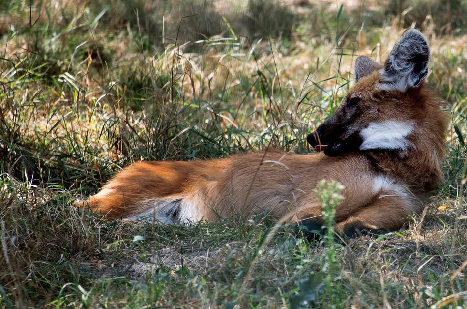 red dog in the grass