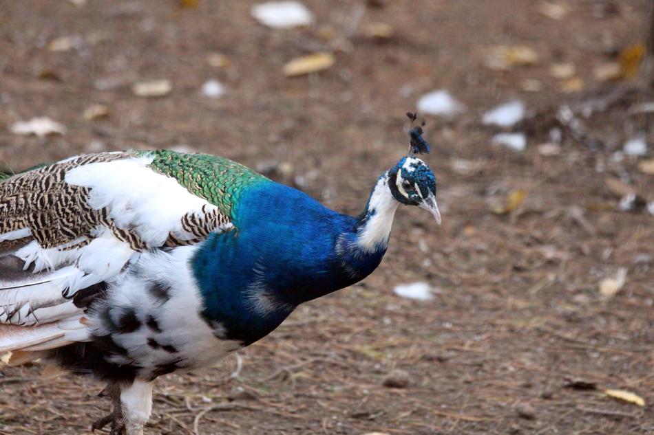 bird blue white beautiful