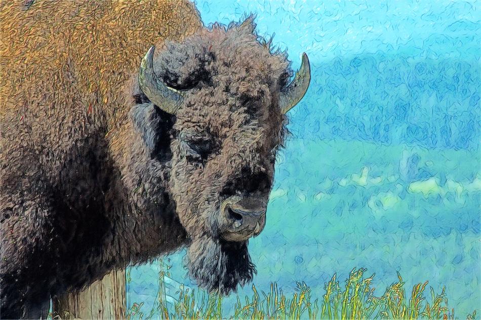 black bison on a blue background