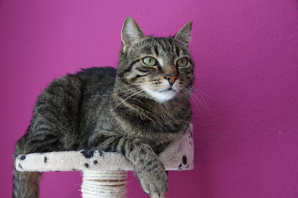 grey cat on pink background view