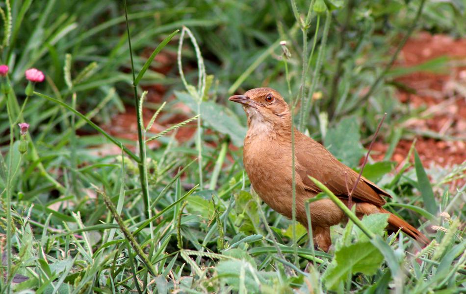 a red bird in the green grass