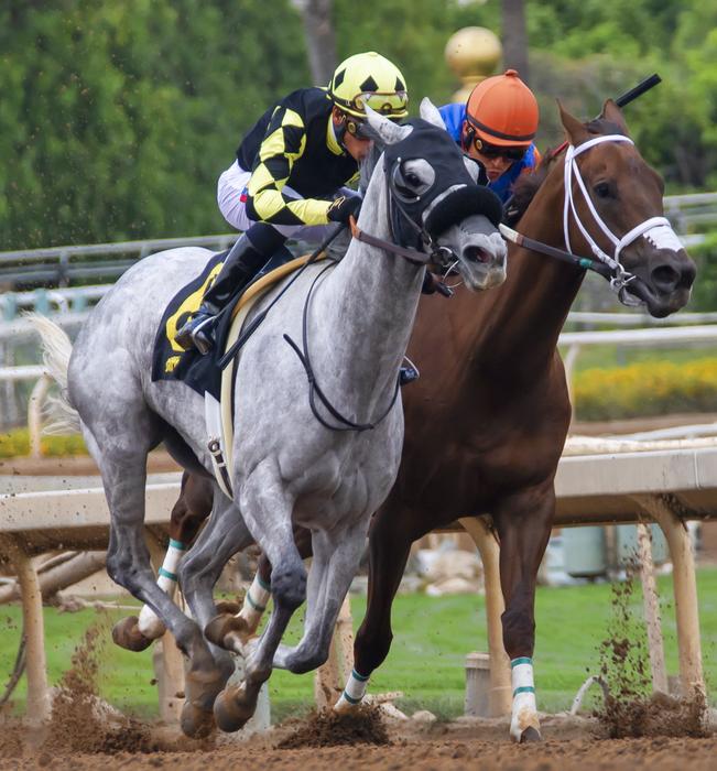 horse race a lot of view