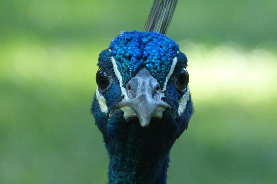 the face of a bird with a beak