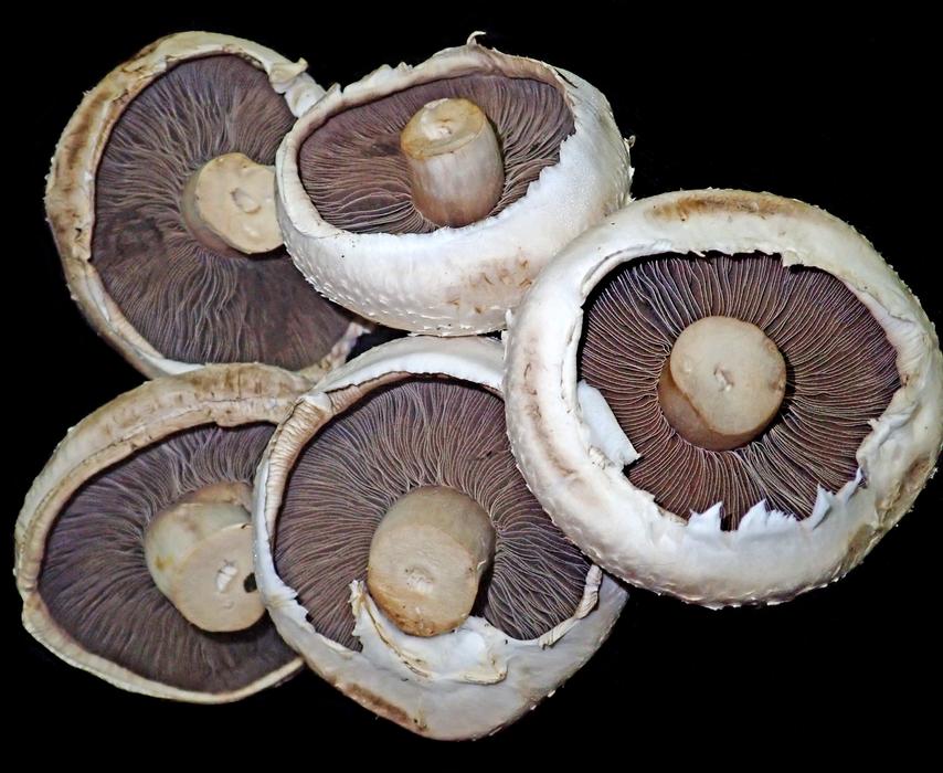 Fresh wild porcini mushrooms