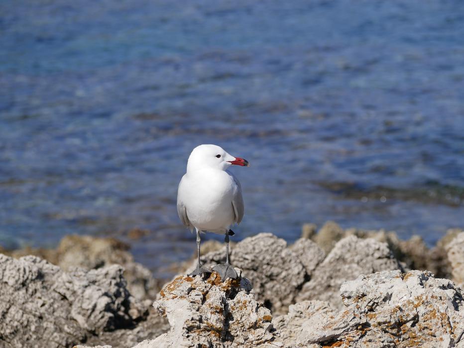 white bird on a background of stones