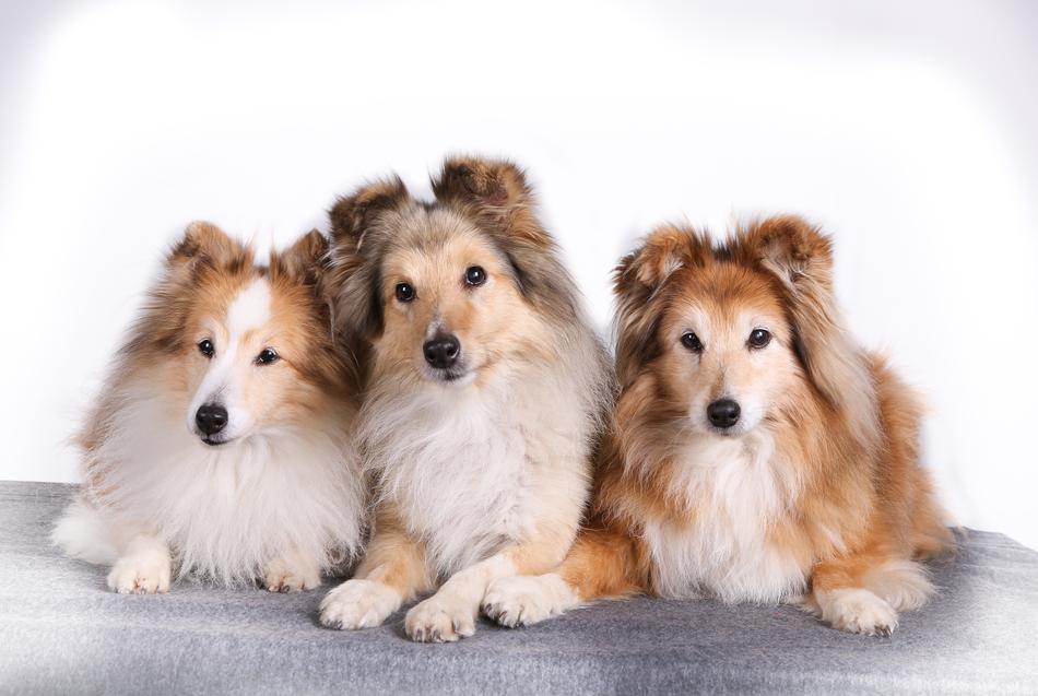 the dog is a lot of cute fluffy
