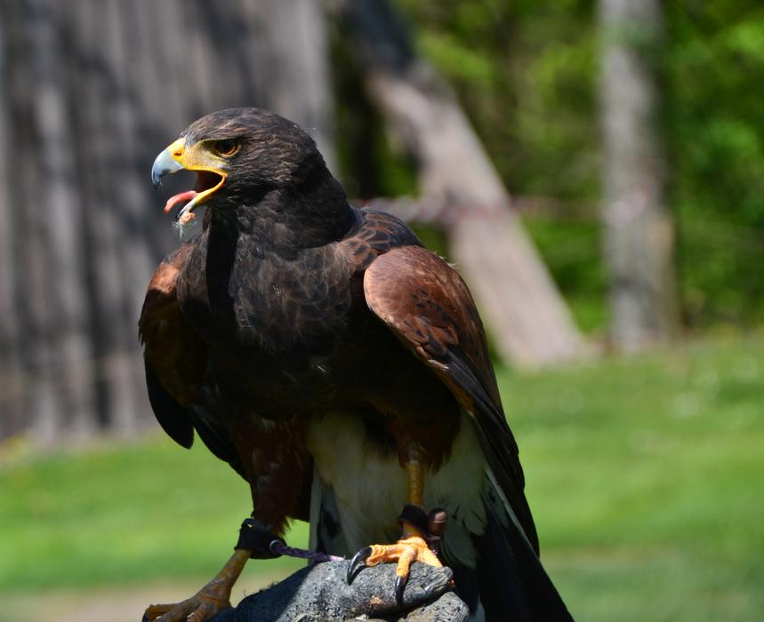 a big black eagle on the green grass