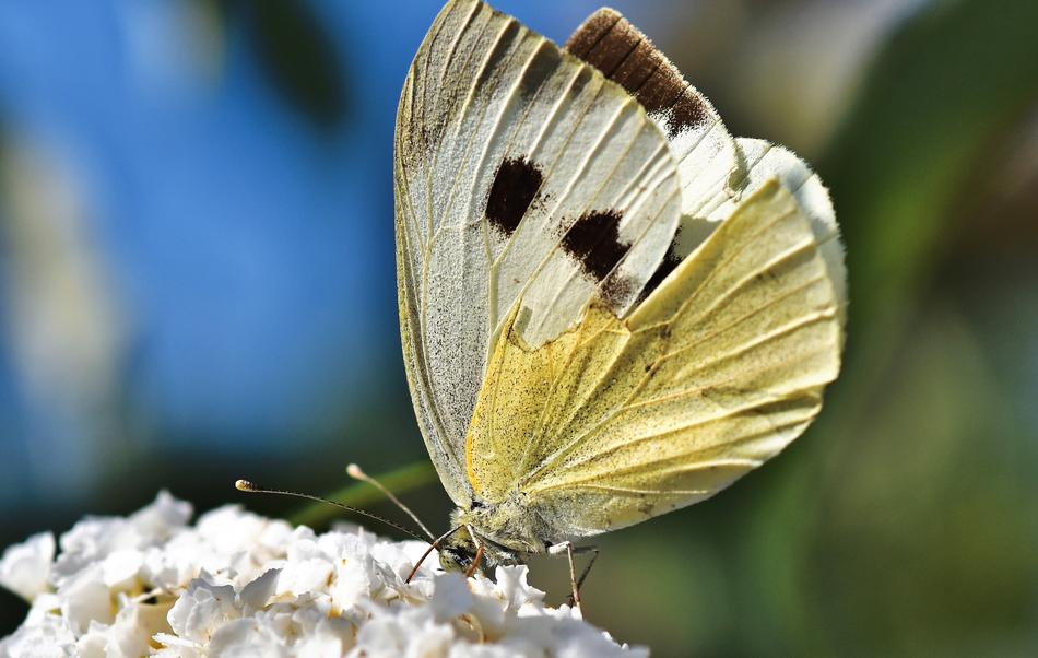 yellow butterfly on a white flower