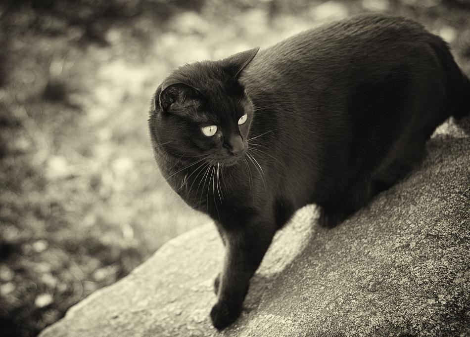 black cat with beautiful eyes