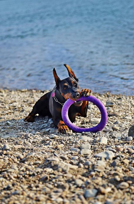 a dog with a purple circle
