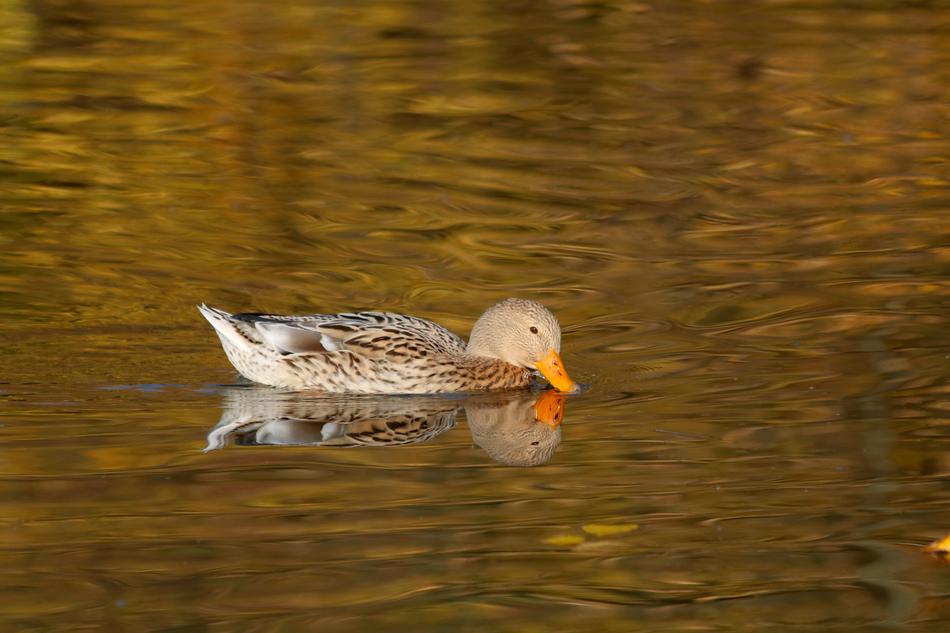 floating duck in the lake water