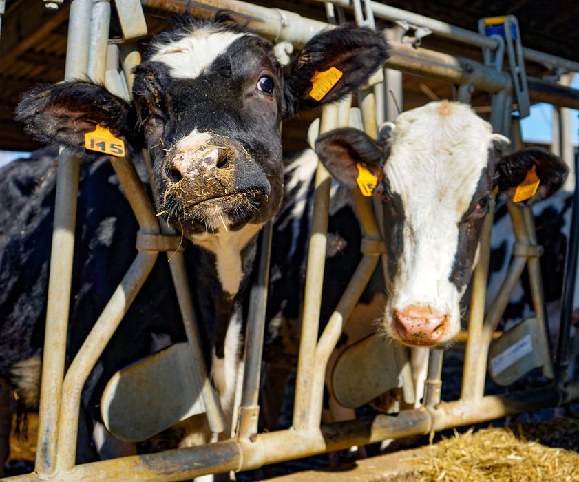 cows are black with a white spot