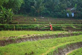 Farmer Human Agriculture