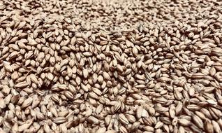 ripe grain harvest