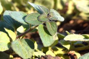 growing useful herbs