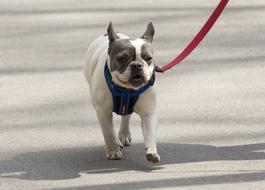 walking happy dog