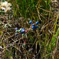 blue berries in the field