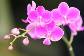 pink flowers on a green stem