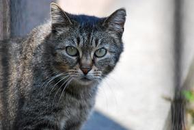 a big cat with green eyes