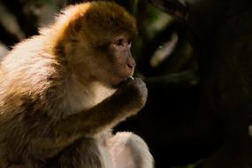 fluffy monkey in the shade