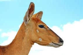antelope red white beautiful