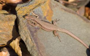 a small lizard on the wall