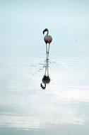 cute flamingo in the water