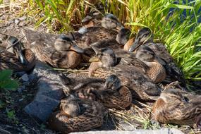 sleeping ducks in the grass