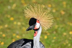 funny bird with feathers